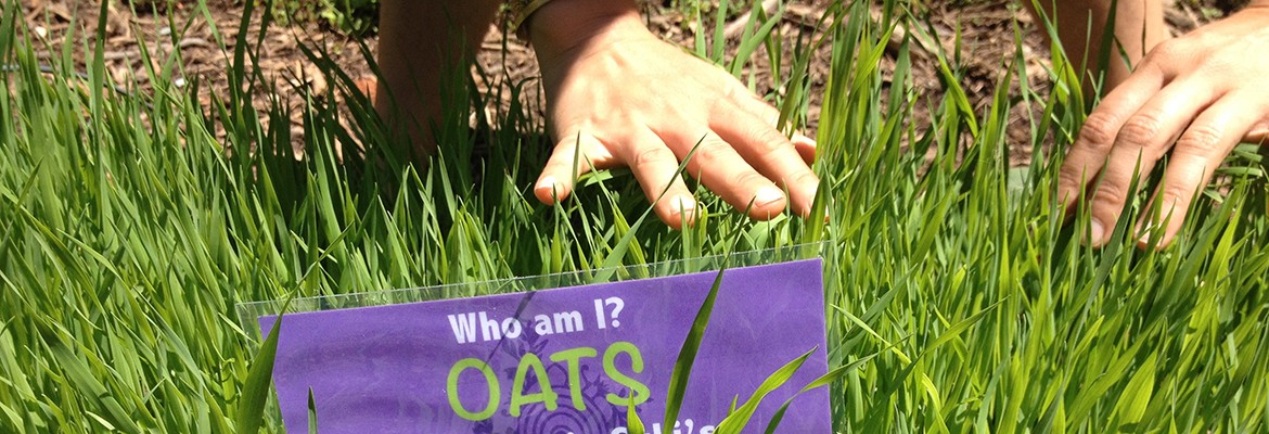 Oats! A very important herb for the nervous system!